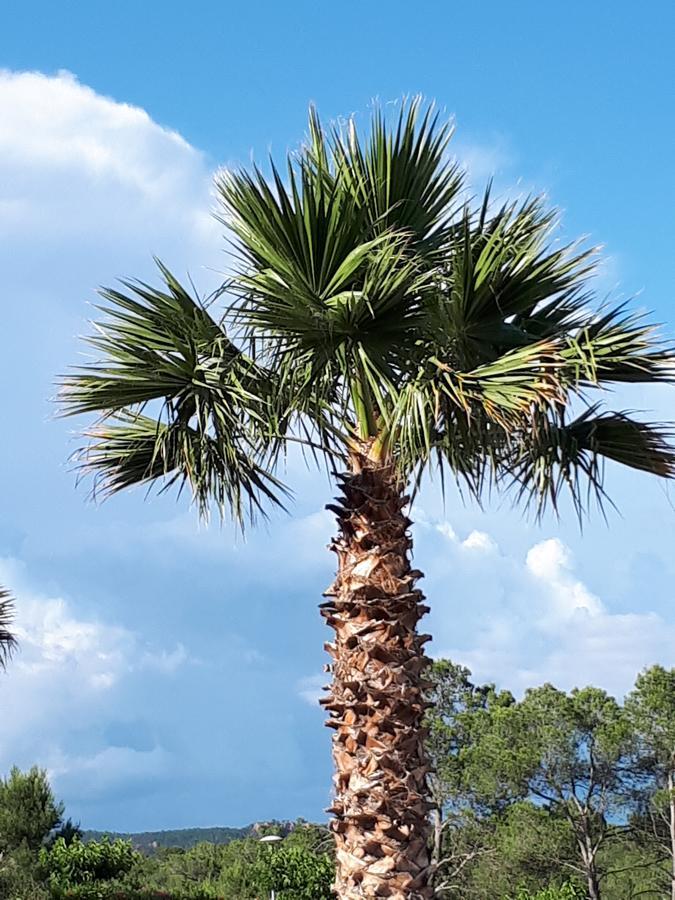 Les Parasols D'Argens Рокбрюн-сюр-Аржан Экстерьер фото